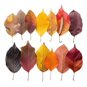 October 13, 2025 - Fall Colors & Western Soul: Autumn at the Ranch